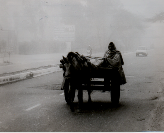horse-cart-in-delhi-winter-morning11