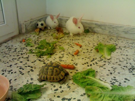 Rabbits-tortoise.jraba.tripoli.1